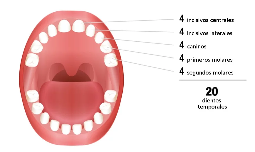 Cuántos dientes de leche tienen los niños