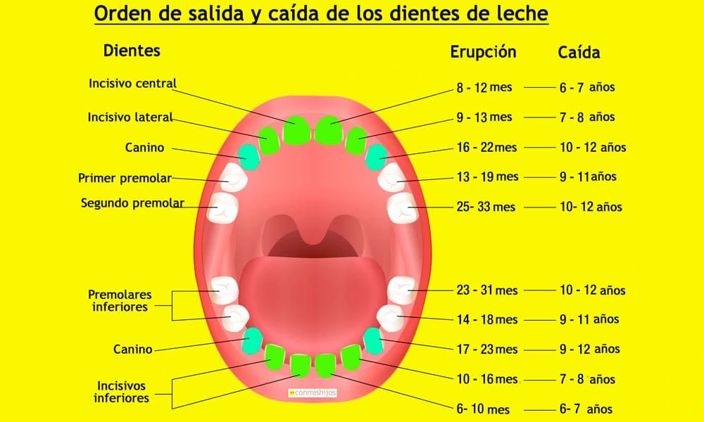 Para qué sirven los dientes de leche